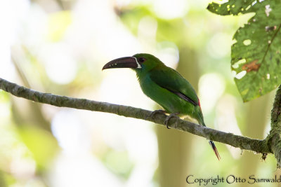 Crimson-rumped Toucanet - Aulacorhynchus haematopygus