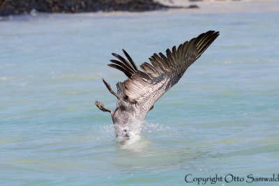 Brown Pelican - Pelecanus occidentalis