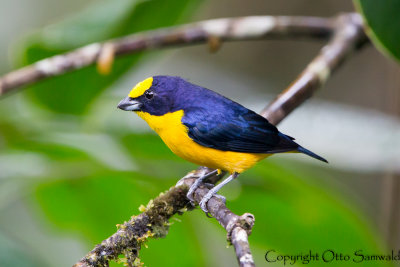 Thick-billed Euphonia - Euphonia laniirostris