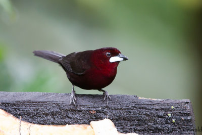Silver-beaked Tanager - Ramphocelus carbo