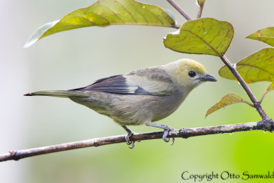 Palm Tanager -Thraupis palmarum