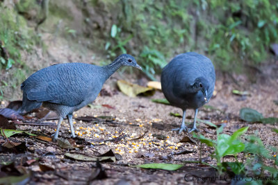 Grey Tinamou - Tinamus tao