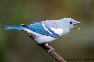 Blue-grey Tanager - Thraupis episcopus