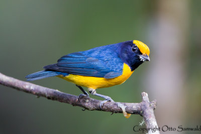 Orange-bellied Euphonia - Euphonia xanthogaster