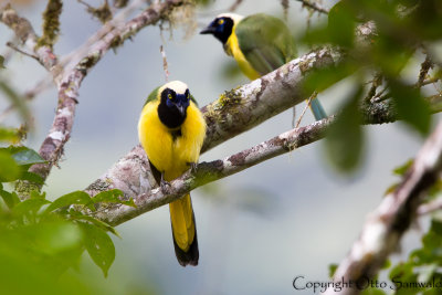 Inca Jay - Cyanocorax yncas