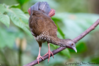 Speckled Chachalaca - Ortalis guttata