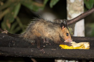 Common Opossum - Didelphis marsupialis