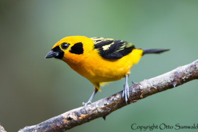 Golden Tanager - Tangara arthus