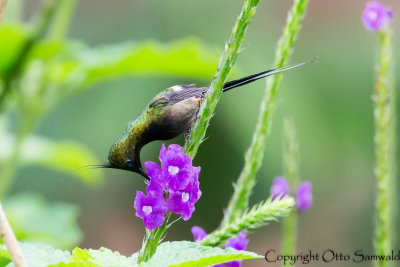 Wire-crested Thorntail - Popelairia popelairii