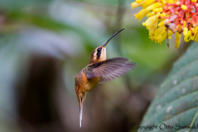 Grey-chinned Hermit - Phaethornis griseogularis