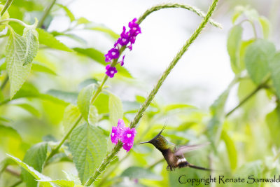 Wire-crested Thorntail - Popelairia popelairii