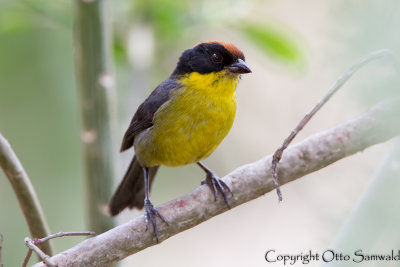 Rufous-naped Brush-Finch - Atlapetes latinuchus