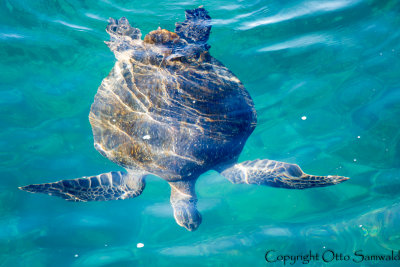 Pacific Green Turtle - Chelonia mydas agassisi