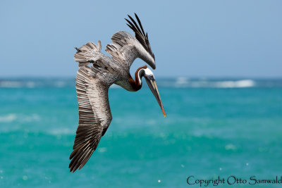 Brown Pelican - Pelecanus occidentalis