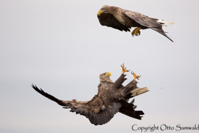Hungary - White-tailed Eagles