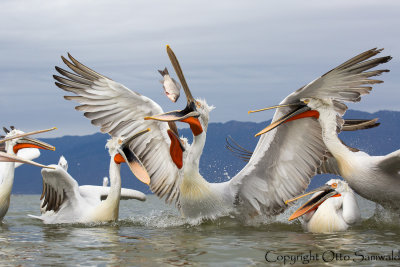 Dalmatian Pelicans - Lake Kerkini