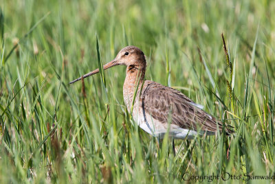 Black-tailed Godwit - Limosa limosa