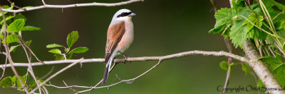 Red-backed Shrike - Lanius collurio