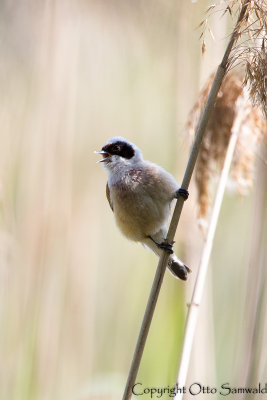 Penduline Tit - Remiz pendulinus