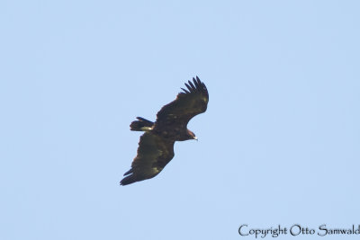 Greater Spotted Eagle - Clanga clanga