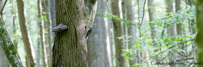 g9/70/944870/3/163685957.DQyKLeD0.jpg