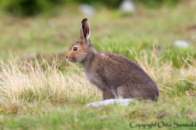 Mountain Hare - Lepus timidus