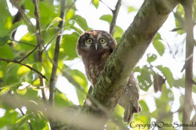 Tengmalms Owl - Aegolius funereus