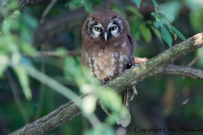 Tengmalms Owl - Aegolius funereus