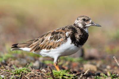 Turnstone - Arenaria interpres