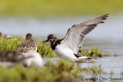 Turnstone - Arenaria interpres