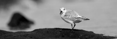 Sanderling - Caldris alba