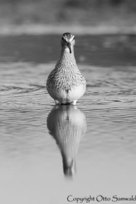 Pectoral Sandpiper - Calidris melanotos