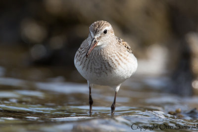 White-rumped Sandpiper - Calidris fuscicollis