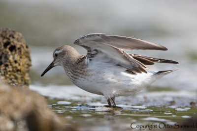 White-rumped Sandpiper - Calidris fuscicollis