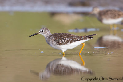 Lesser Yellowleg - Tringa flavipes