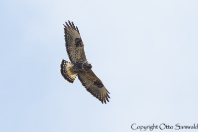 Rough-legged Buzzard - Buteo lagopus