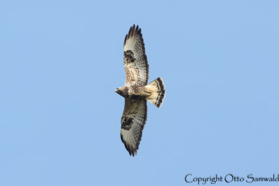 Rough-legged Buzzard - Buteo lagopus