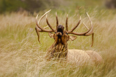 bull elk bugles in grass web.jpg
