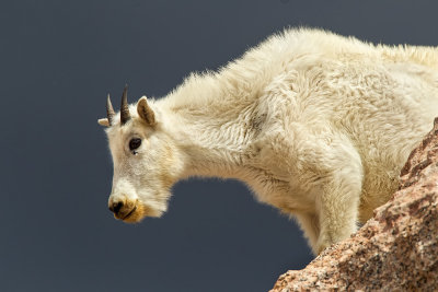 mountain goat on cliff web.jpg