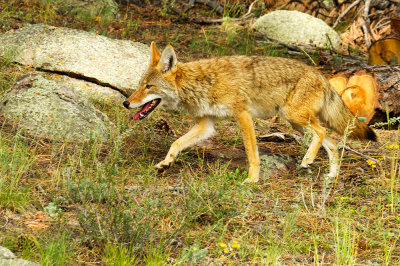 coyote in habitat web.jpg