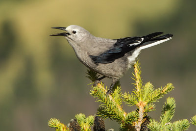 clarks nutcracker on pine tree web.jpg