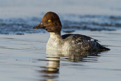 angry goldeneye hen web.jpg