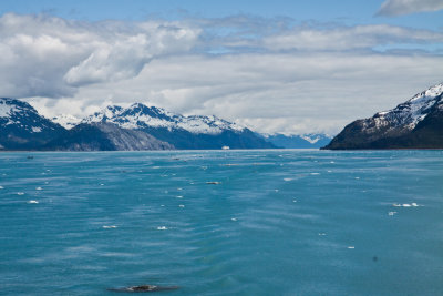 Glacier Bay Alaska-8016.jpg