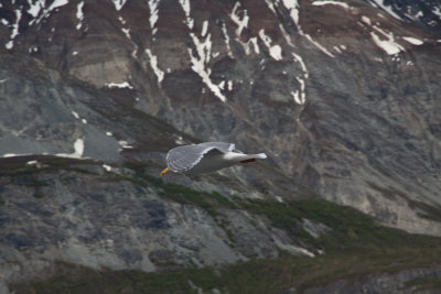 Glacier Bay Alaska-8134.jpg