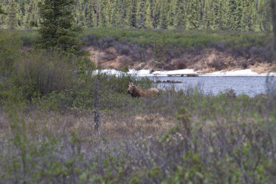 Moose outside Fairbanks