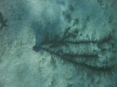 underwater