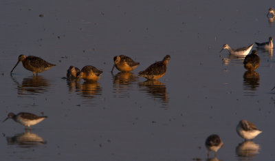 Long-billed Dowitchers