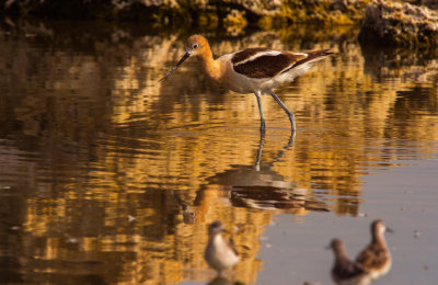 Golden Reflection