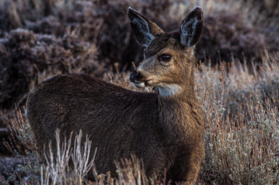 Pensive Fawn