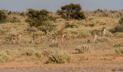 Cheetahs across the Kalahari